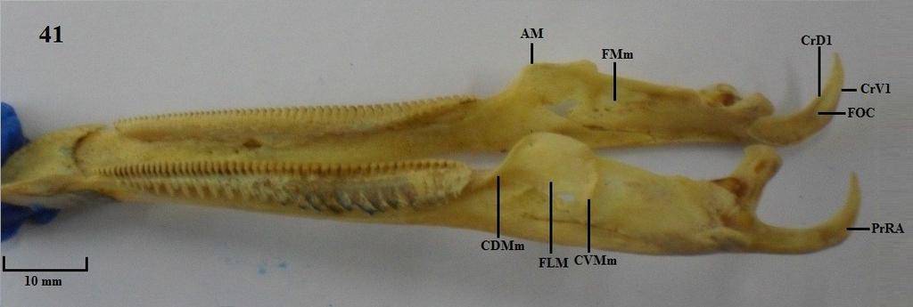 Vista lateral da mandíbula. Figura 41: A. semipalmata; Figura 42: C.