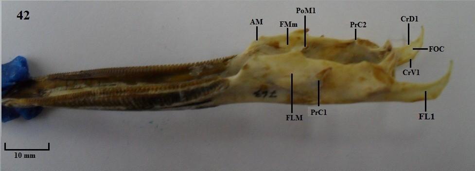 AM: ângulo mandibular; CDMm: crista dorsolateral externa; CrD1: crista dorsal 1; CrV1: