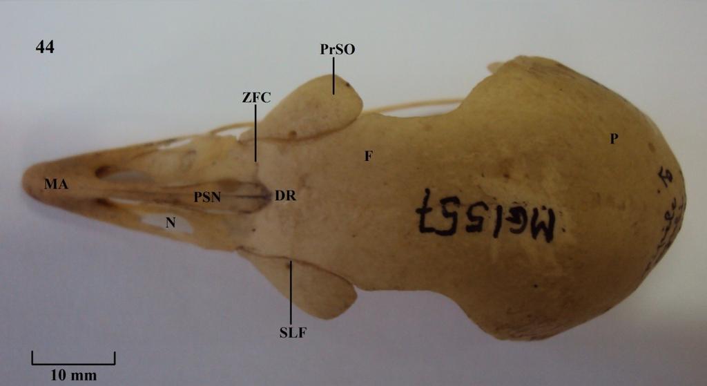 E - Figuras cranianas dos membros da família Cracidae Vista dorsal do crânio: Figura 44: Aburria