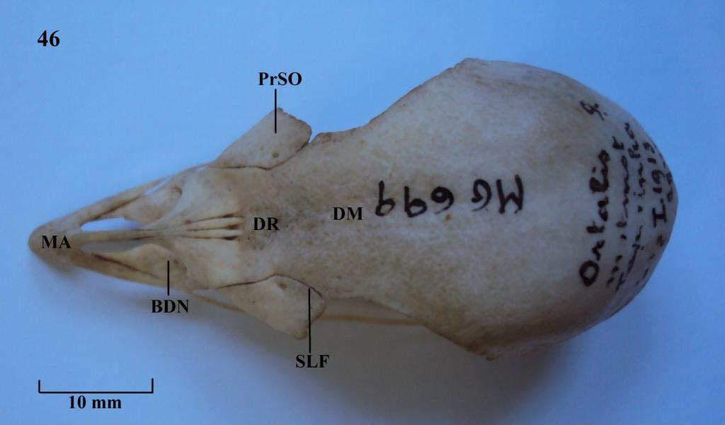 Vista dorsal do crânio: Figura 46: Ortalis motmot; Figura 47: Penelepo
