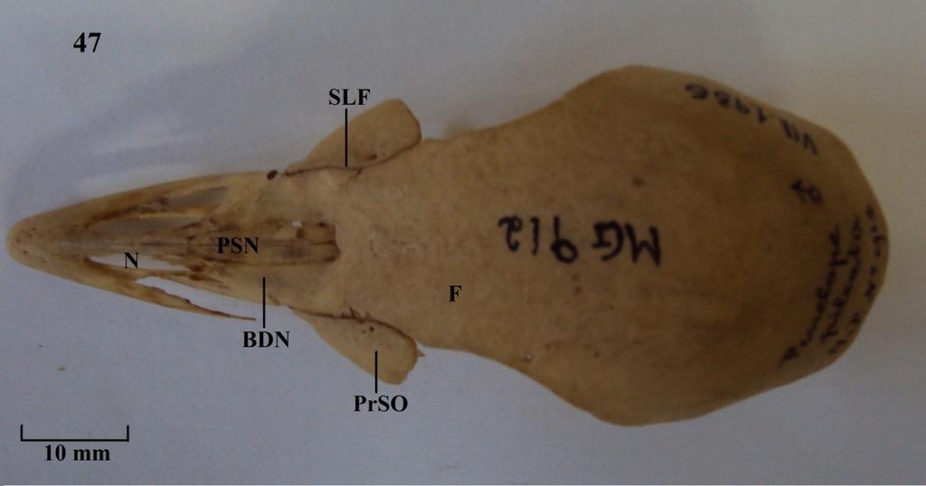 BDN: barra dorsal do nasal; DM: depressão medial; DR: depressão rostral; F: