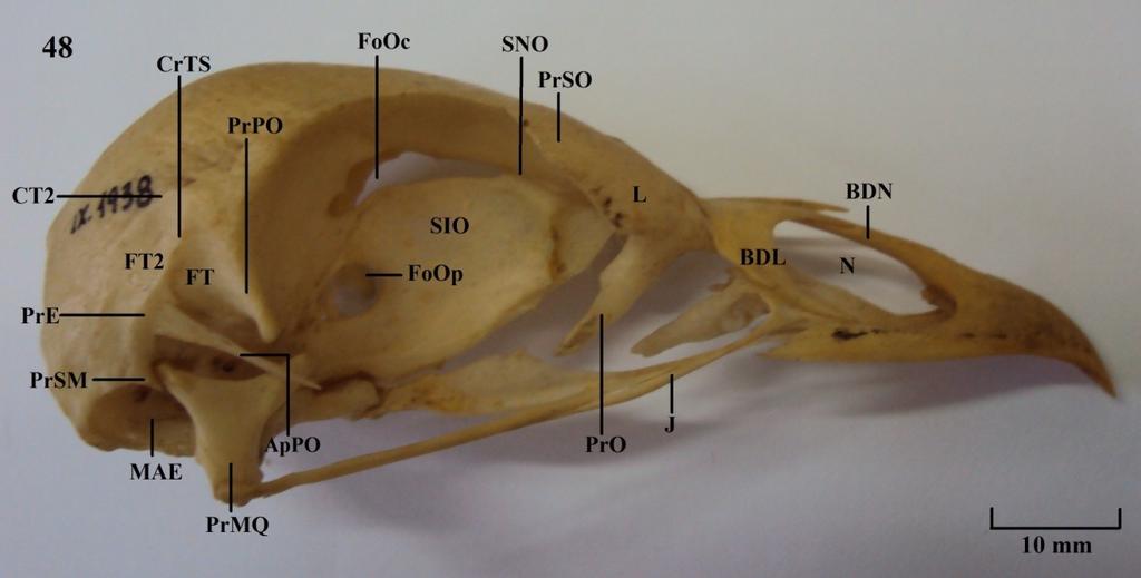Vista lateral do crânio: Figura 48: A. cujubi; Figura 49: C. fasciolata.