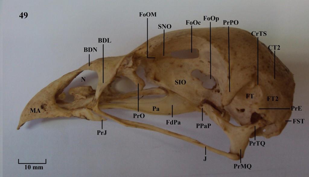 FoOc: fontículo orbitocranial; FoOM: forâmen orbitonasal medial; FoOp: forâmen óptico; FST: fossa subtemporal; FT: fossa temporal; FT2: fossa temporal 2; J: arco jugal; L: lacrimal; MA: maxila