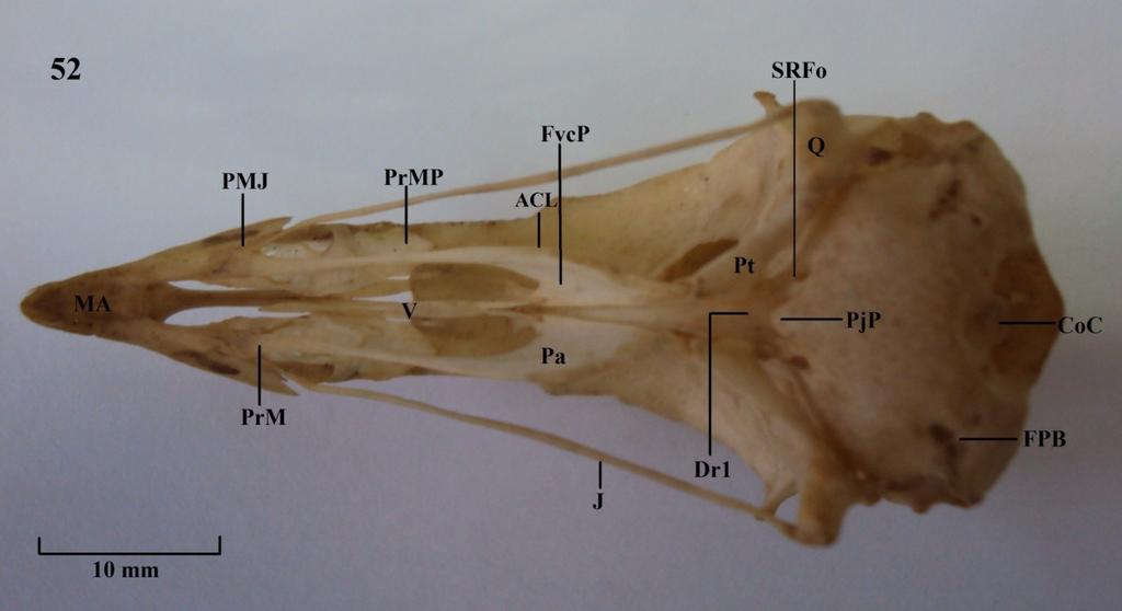 Vista ventral do crânio. Figura 51: C. fasciolata; Figura 52: O. motomot.