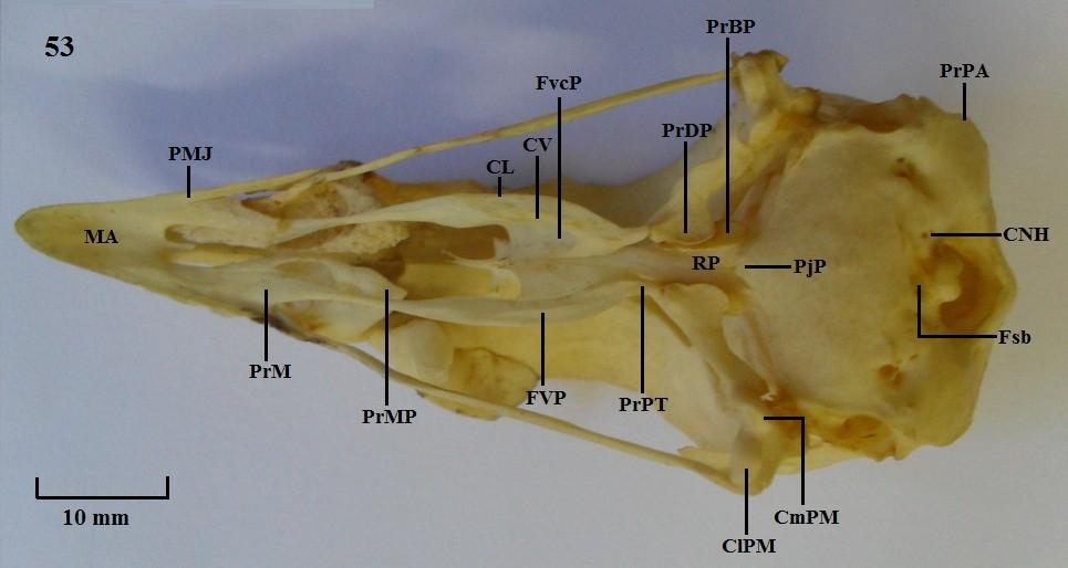 Vista ventral do crânio. Figura 53: P. pileata.