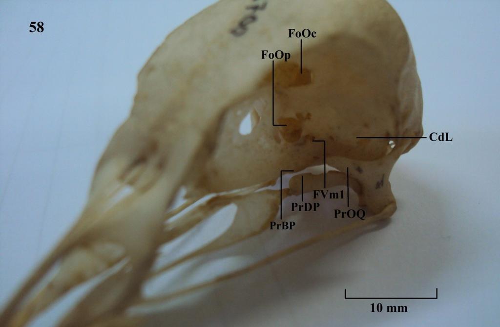 orbitocranial; FoOp: forâmen óptico; FVm1: fossa ventromedial 1; PrBP: processo