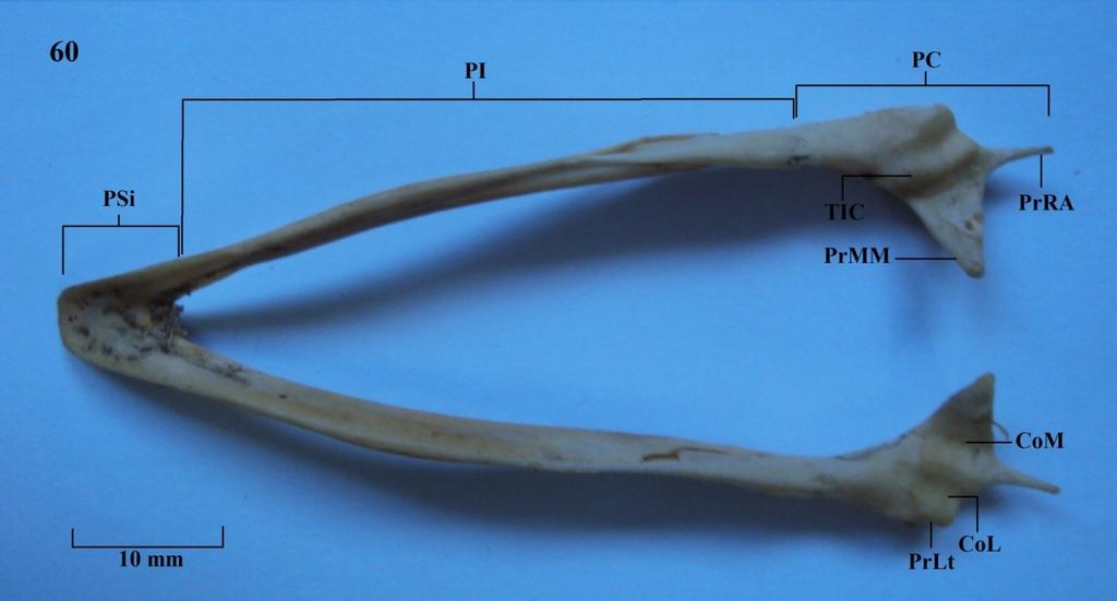 Vista dorsal da mandíbula. Figura 60: A. cujubi; Figura 61: C. fasciolata.