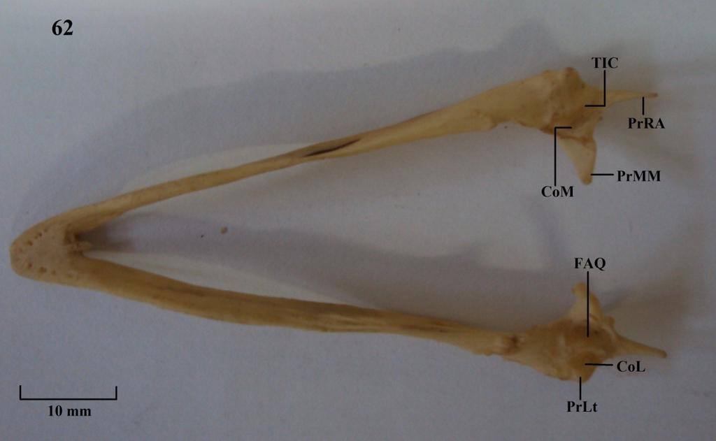 Vista dorsal da mandíbula. Figura 62: P. pileata.