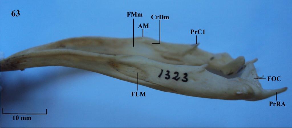 Vista lateral da mandíbula. Figura 63: A. cujubi; Figura 64: C.