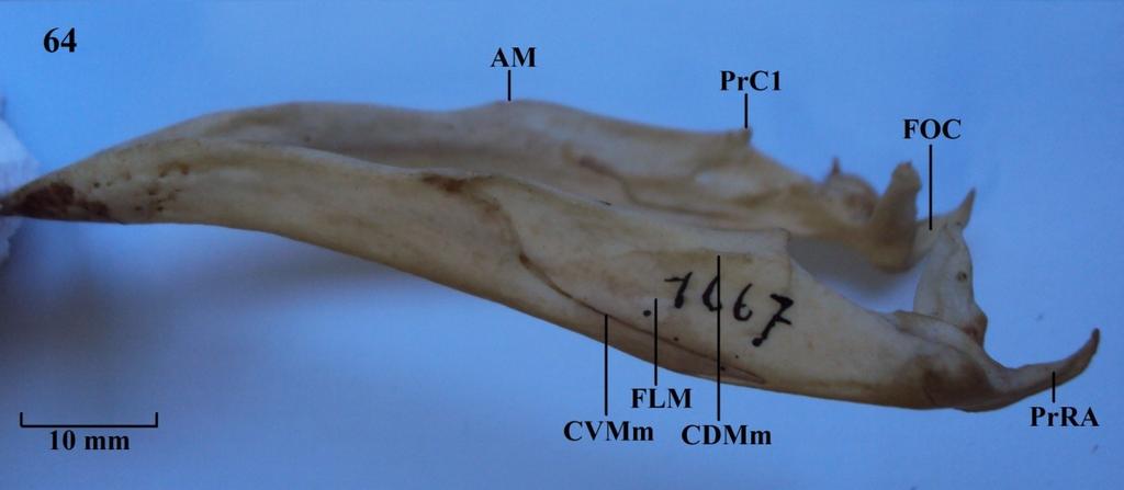 AM: ângulo mandibular; CDMm: crista dorsolateral externa; CrDm: