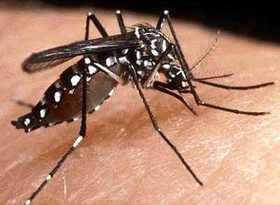 De um modo geral, o mosquito transmissor é pequeno, possui em média 0,5 cm de comprimento, tem cor preta com manchas brancas, além de cabeça e grandes pernas.