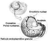 PROFESSOR(A): ANDRÉA ALMEIDA ALUNO(A): Nº SÉRIE: 8º ANO TURMA: TURNO: / /2018. REVISAO PARA O SIMULADO 1)Observe a imagem do núcleo celular.