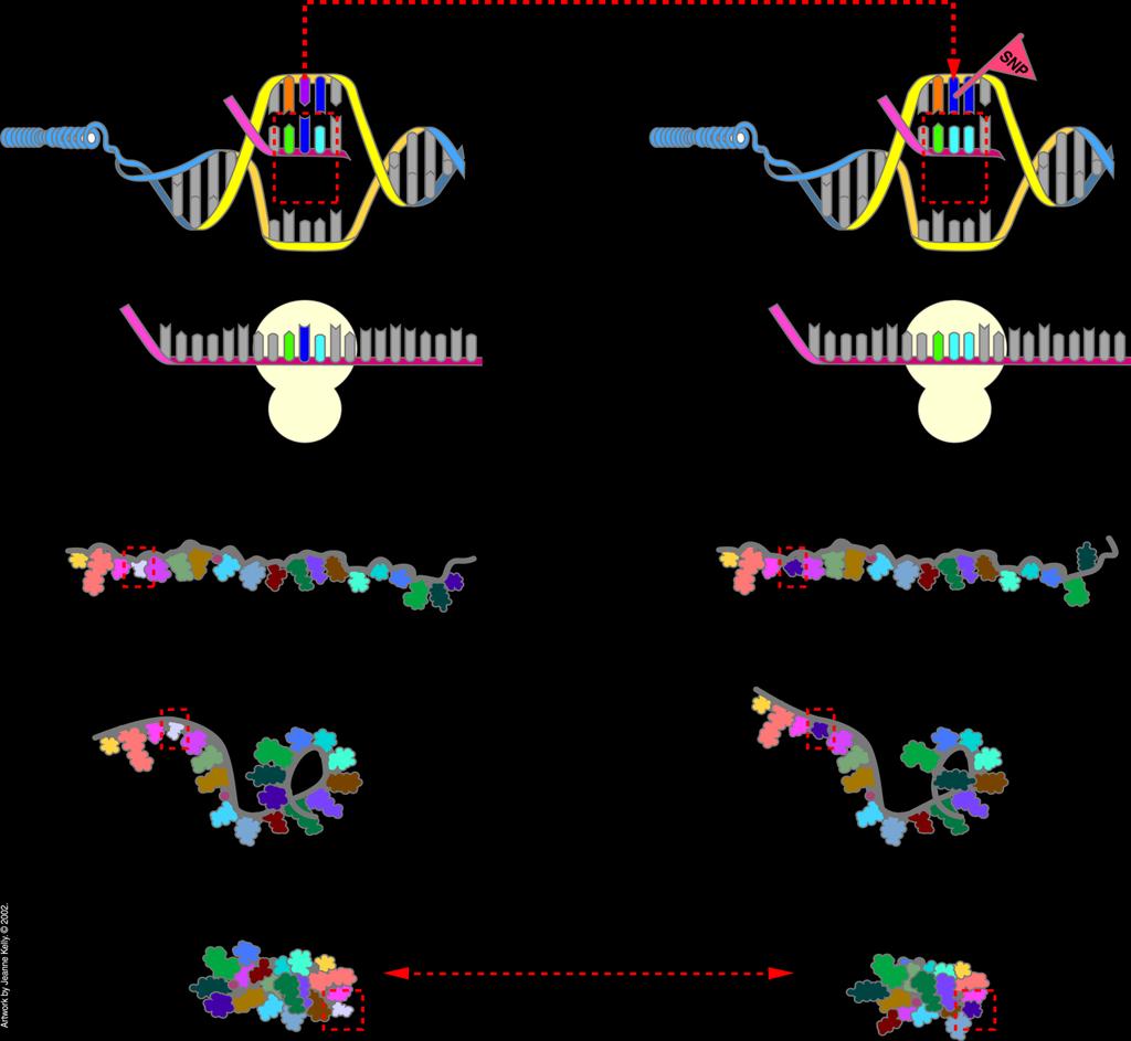 C T A DNA SNP T para A C A A mrna GAU GUU G A U Códon no RNA GAU para GUU