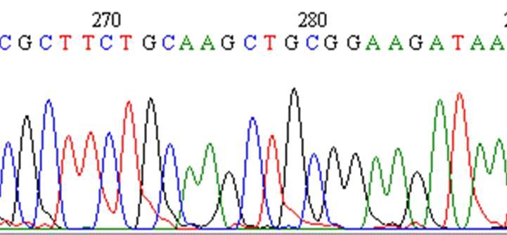 sangue DNA PCR