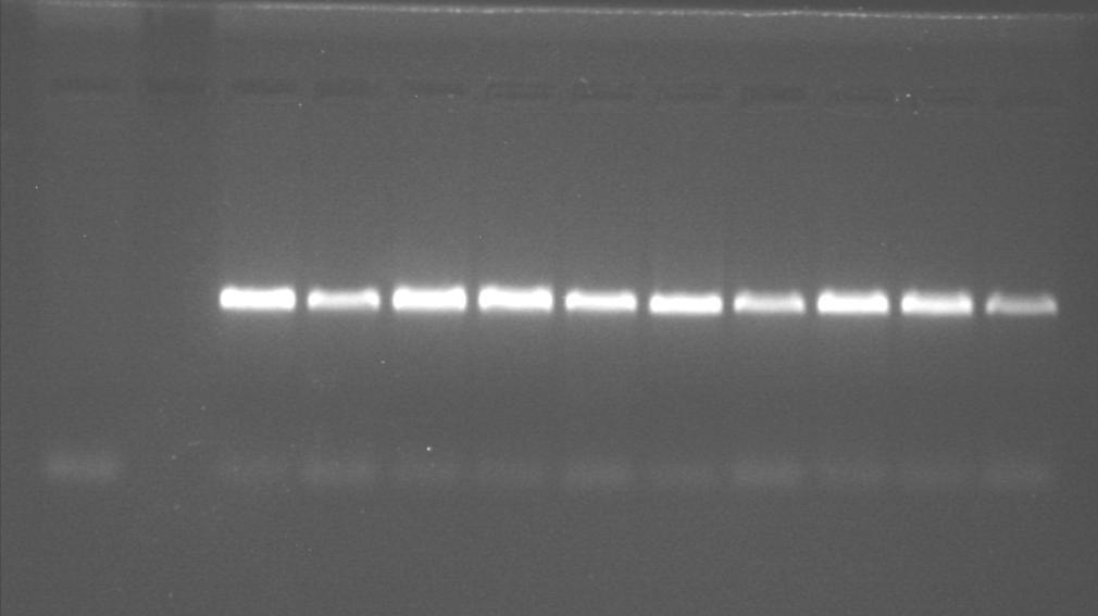 5 PCR PCR 11 Controle