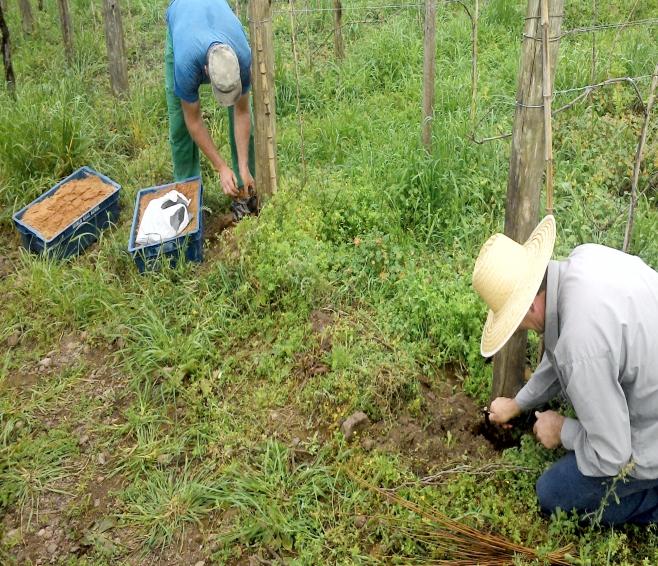 PRODUÇÃO DE MUDAS NA PROPRIEDADE A PARTIR DA ENXERTIA VERDE A enxertia verde A enxertia verde, também chamada herbácea ou de verão, é realizada durante o período vegetativo da videira.