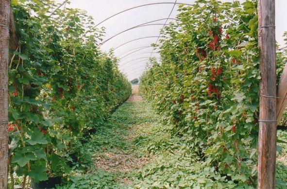 Fatores do Microclima São aqueles que modificam o clima em microescala, devido ao tipo de cobertura do terreno ou prática agrícola, podendo assim ser modificado pelo