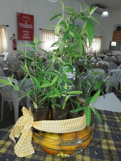 Lions Clube de Umuarama desenvolve o projeto Plante uma