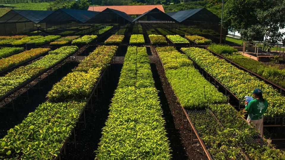 Causa Restauração Florestal O Brasil assumiu compromissos internacionais de recuperação das florestas, aderiu ao Desafio de Bonn e à Iniciativa 20x20.