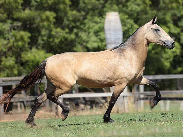 D2 O Haras Yuri reserva 10 coberturas