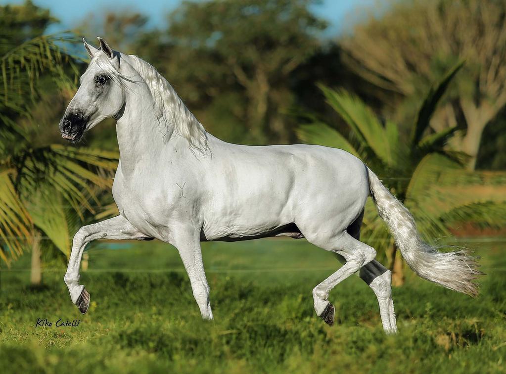 Sino do Yuri Favacho Malta x Orgia do Yuri Cobertura 03 Res. Campeão Nacional Cavalo Adulto Maior - BH/MG 2014 Res. Campeão Nacional de Marcha Cavalo Adulto Maior BH/MG 2014 Res.