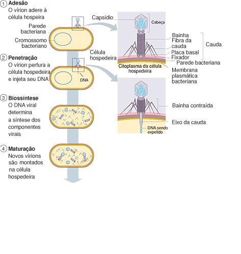 6) Ciclo Lítico