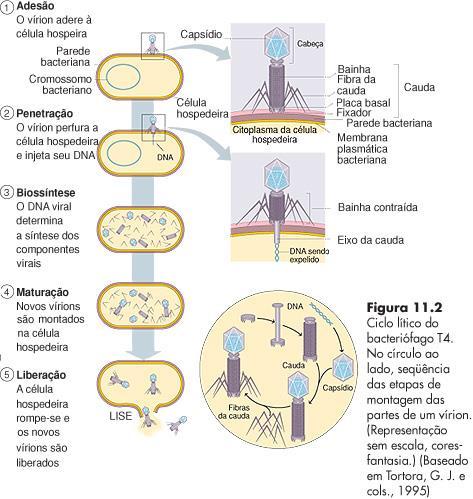 6) Ciclo Lítico