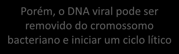 insere ao DNA bacteriano. 2. O vírus é agora chamado de profago. 3.