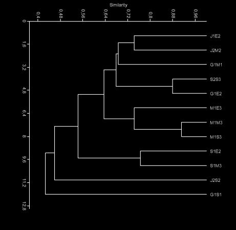 Figura 2 Dendrograma de similaridade para as amostras de macroinvertebrados bentônicos em fevereiro de 2016, utilizando o Índice de Bray-Curtis.