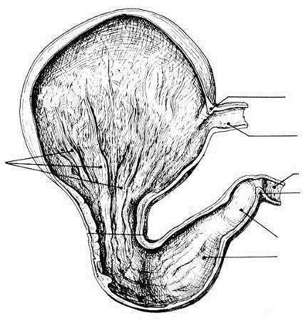 ANATOMIA EXTERNA E