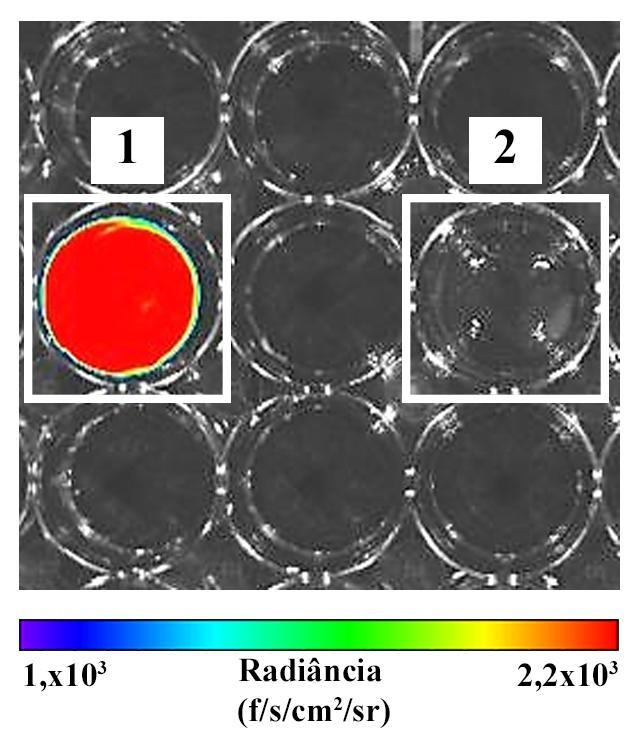 4. RESULTADOS 4.1. Análise in vitro da emissão de bioluminescência pelo Trypanosoma cruzi Dm28cluc. Para a análise in vitro da atividade bioluminescente da cepa Dm28c-luc do T.