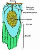 LIPÍDEOS (GOTÍCULAS DE ÓLEO NOS TRICOMAS