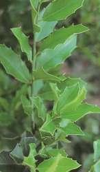 aquifolium Mart) - Celastraceae