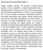 obtusa 6 Consistência Coriácea a subcoriácea 7 Margem (bordo) Projeções