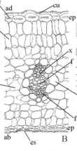 Maytenus ilicifolia- Celastraceae TRANSVERSAL 1 Epiderme Uniestratificada, de paredes espessas Presença de cristais prismáticos 2 Mesofilo Dorsiventral No mesofilo são comuns células contendo