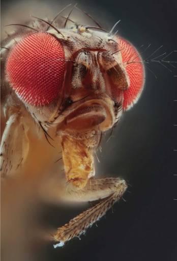 Monitorização da Drosophila suzukii