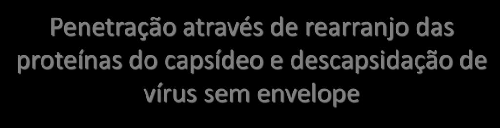 Penetração através de rearranjo das proteínas do capsídeo e descapsidação de