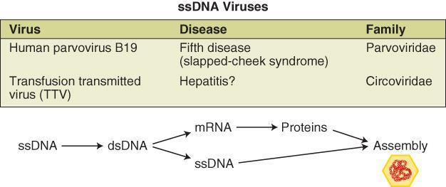 Vírus ssdna Adapted from D. R. Harper.