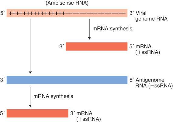 polimerase viral RNA-dependente Figure 3-12b Figure 3-12a