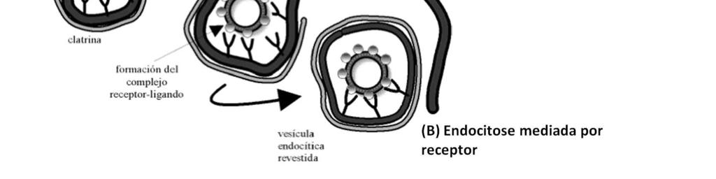 PENETRAÇÃO: Os vírions penetram as células hospedeiras por fusão de membrana, por formação de poros ou por rompimento da membrana.