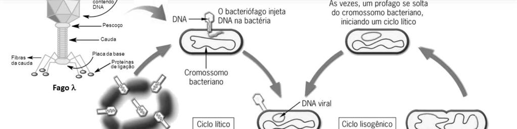 Fago lambda: figura adaptada de: http://en.wikibooks.