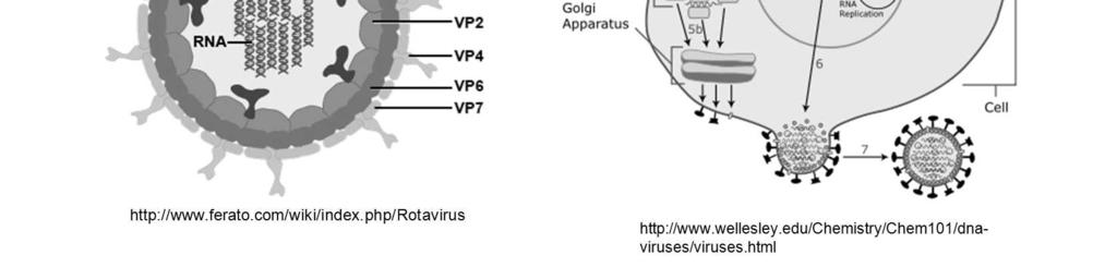 Como as células não possuem enzimas para a transcrição de RNA a partir de RNA, os vírus destes grupos precisam introduzir na célula a