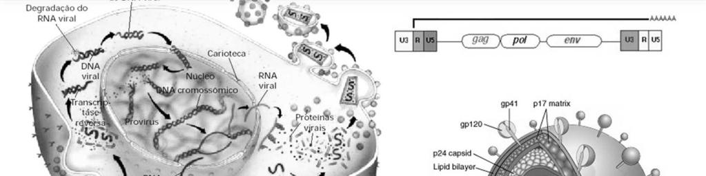 Vírus com genoma diplóide de RNA fita simples, unidos por proteínas que funcionam como mensageiros apresentando 5 CAP (7-metilguanosina ligada em posição invertida à extremidade 5 do RNA), cauda