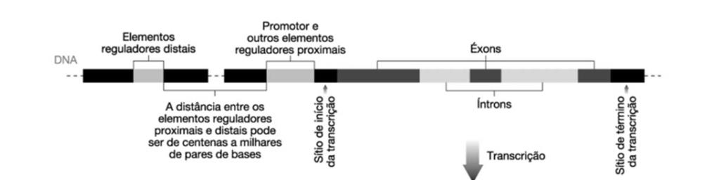 Figura: Representação esquemática de um gene estrutural eucariótico típico, mostrando a região flanqueadora à montante (à esquerda), que constitui a região promotora do gene; o sítio de início da