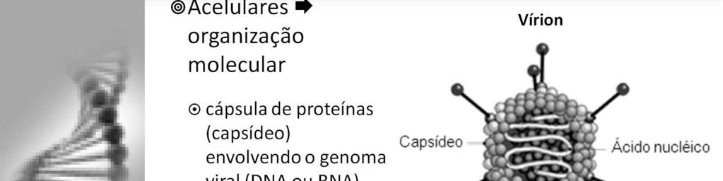 A partícula viral infectante, chamada vírion, consiste de um ácido nucléico e de uma capa protéica externa (capsídeo).