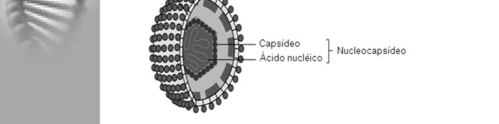 envelope e, consequentemente, a