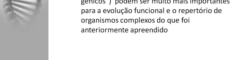 Tais RNAs auxiliam as proteínas na coordenação do metabolismo celular e na definição dos fenótipos dos organismos.