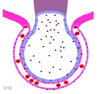 invasores Componentes: Citoplasma das células endoteliais dos