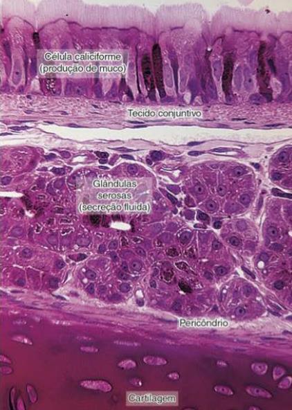 No que consiste a mucosa respiratória? Quais as estruturas adjacentes à ela?