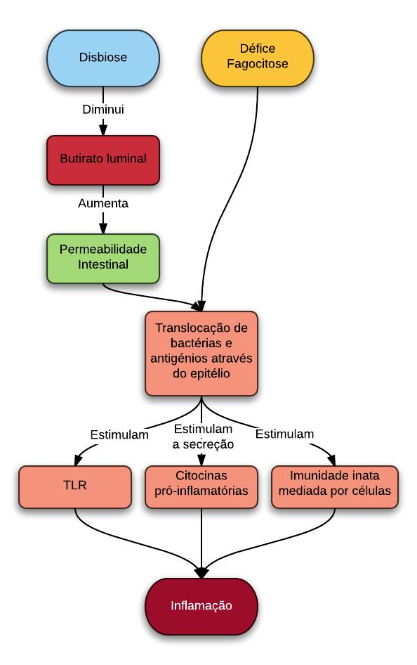 Figura 3: A disbiose e o défice de mecanismos fagocitários na inflamação (26). TLR: recetores toll-like, toll-like receptors.